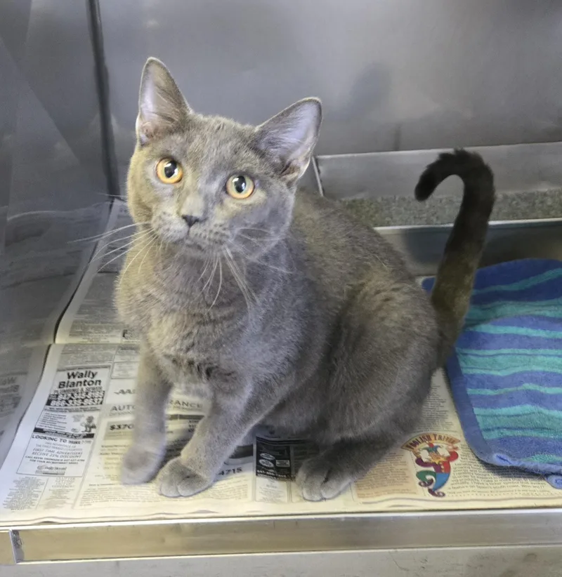 A baby small-sized male Domestic Short Hair cat named Sterling for adoption in Arlington Heights, IL