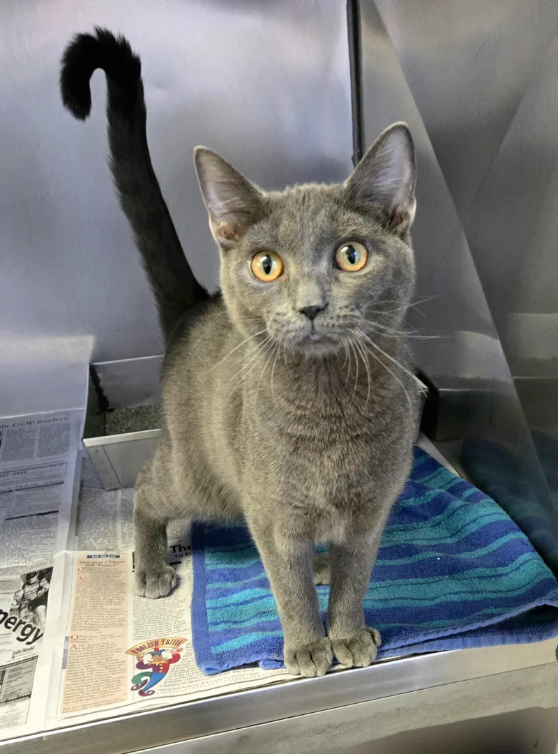 Sterling thumbnail 4