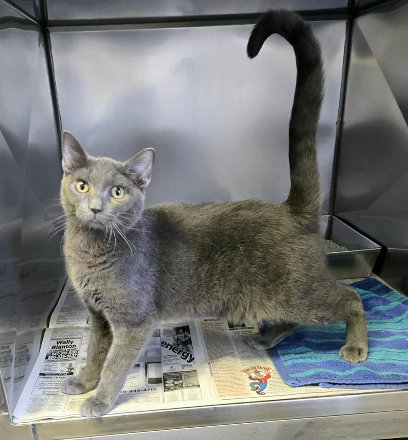 Sterling thumbnail 5