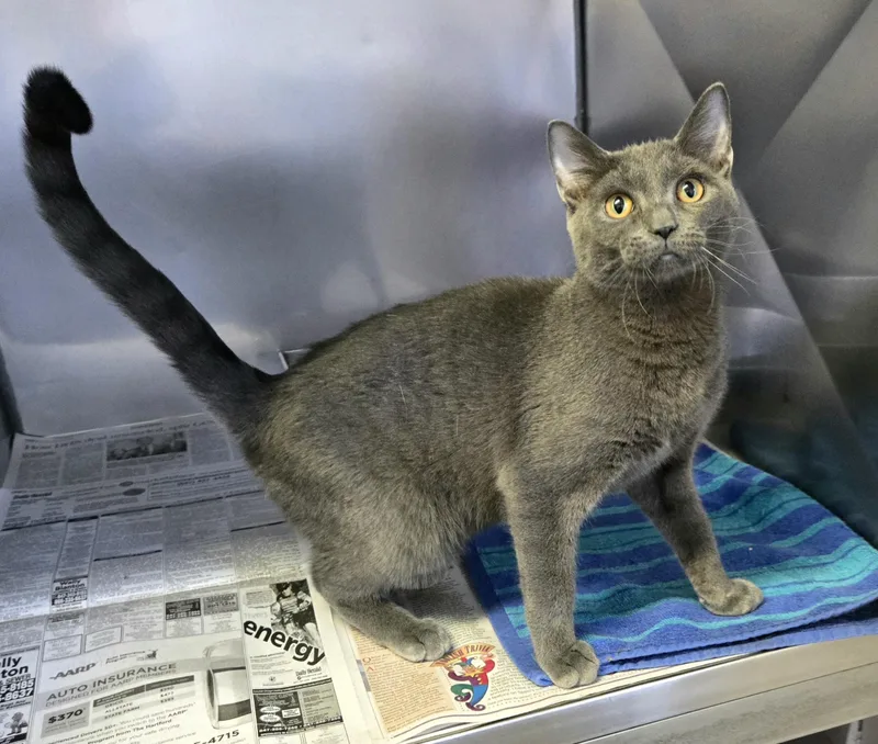 Sterling thumbnail 6