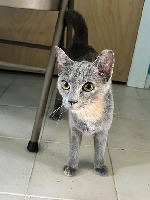 A baby medium-sized female Domestic Short Hair cat named Rosie for adoption in Wellington, FL