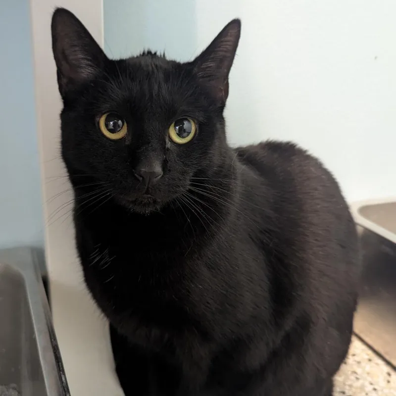 An adult small-sized male Black Domestic Short Hair cat named Jasper for adoption in Winchester, TN
