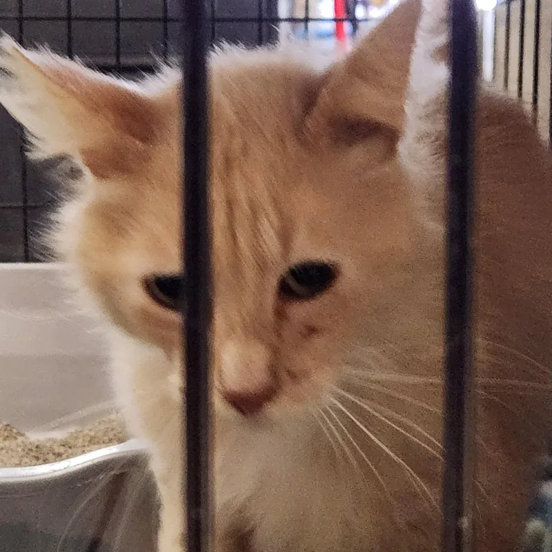 A young small-sized male Buff / Tan / Fawn Domestic Long Hair cat named Graham C for adoption in Corsicana, TX