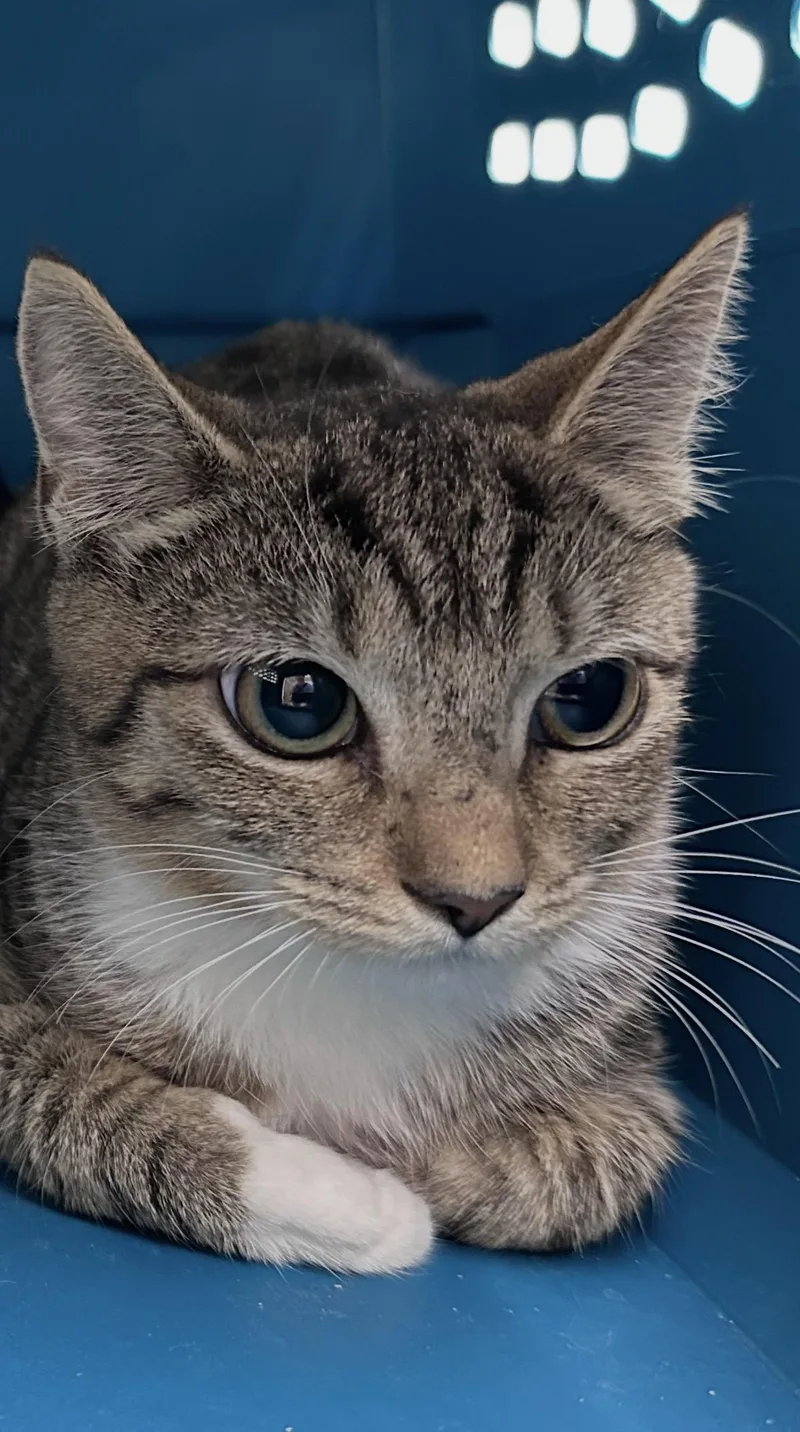 A young medium-sized female Tabby (Gray / Blue / Silver) Domestic Short Hair cat named White Gill for adoption in Clarksville, VA