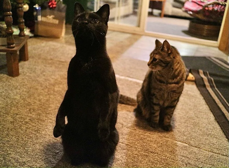 Onyx Courtesy Listing