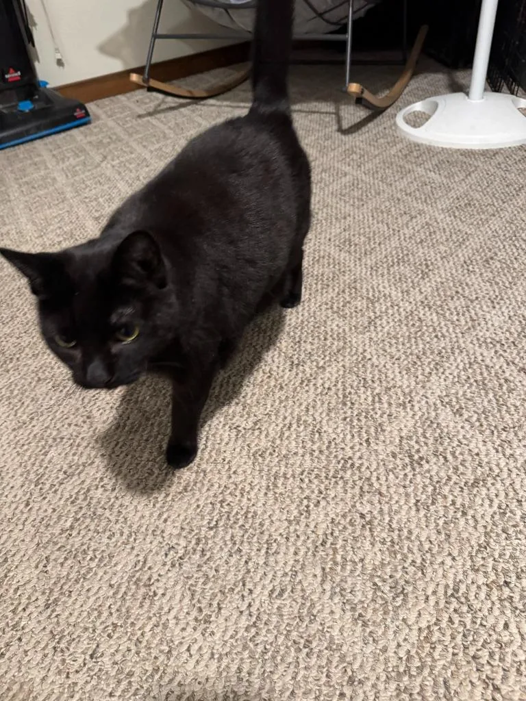 Onyx Courtesy Listing thumbnail 2