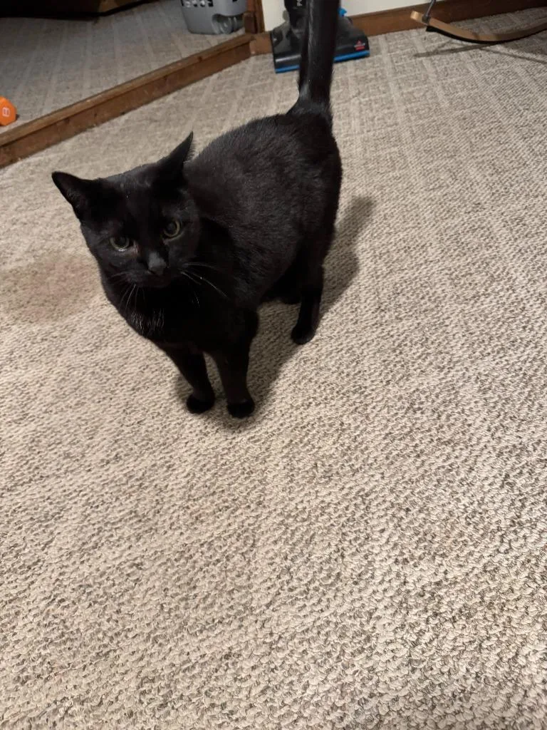 Onyx Courtesy Listing thumbnail 3