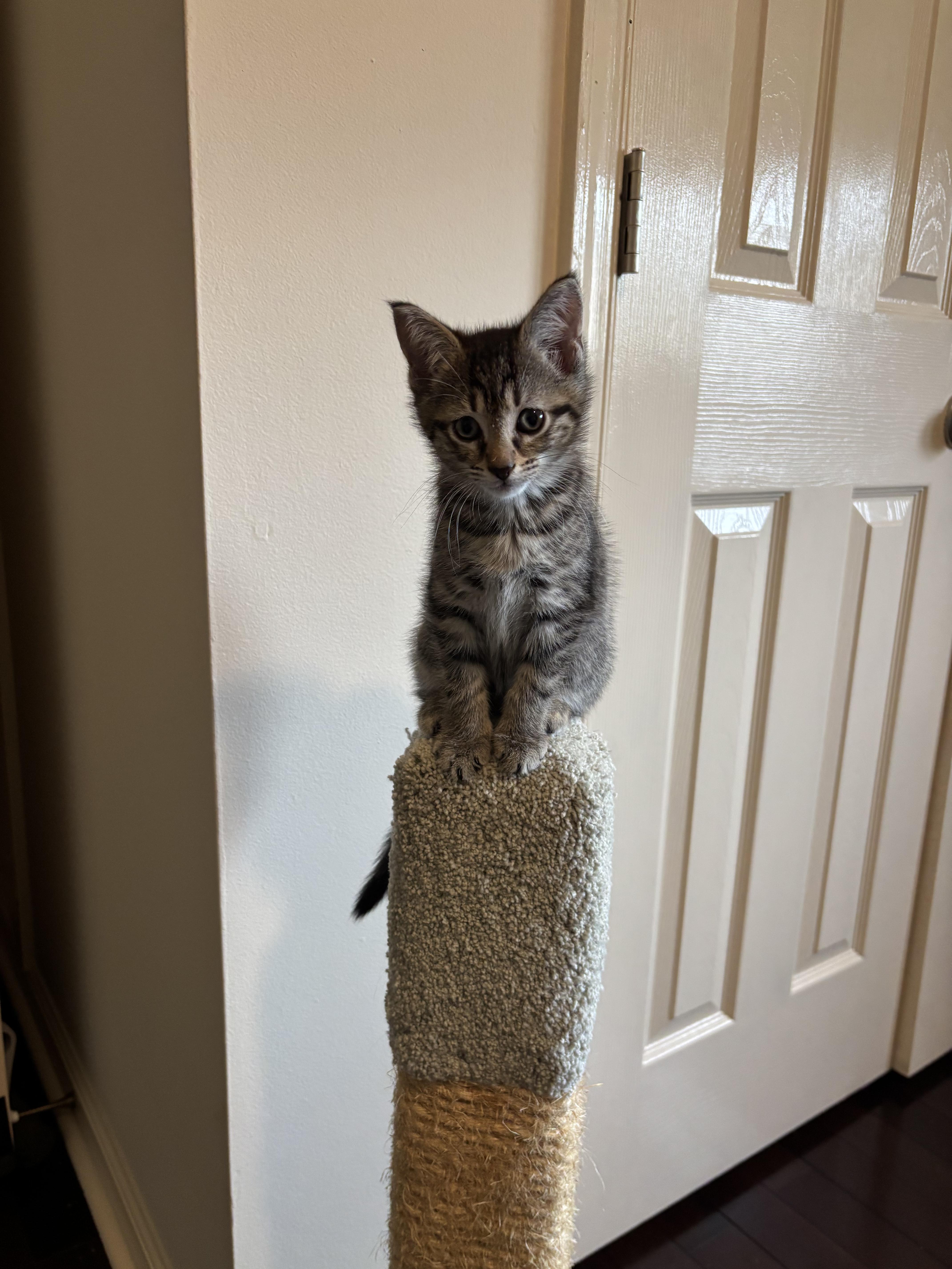 A baby medium-sized male Tabby (Gray / Blue / Silver) Tabby cat named Hugo for adoption in Blue Bell, PA