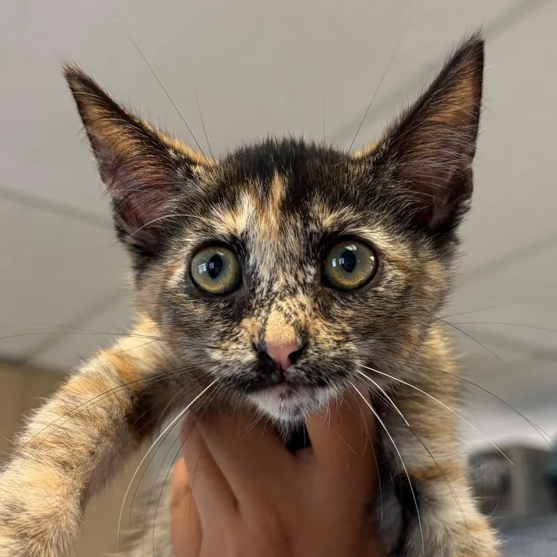 A baby small-sized female Calico Domestic Medium Hair cat named Athena for adoption in Santa Barbara, CA