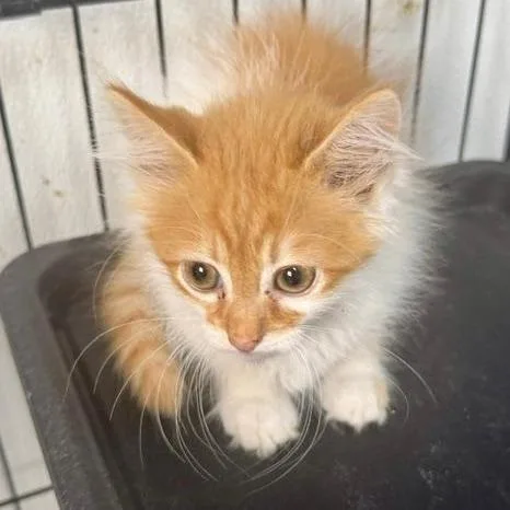 A baby small-sized male Orange / Red Domestic Long Hair cat named Bob for adoption in Mooresville, NC