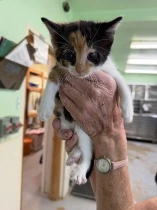 A baby medium-sized female Black Domestic Short Hair cat named Lily for adoption in Bedford, IN