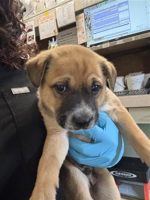 A baby small-sized male German Shepherd Dog dog named Rubble for adoption in Sacramento, CA