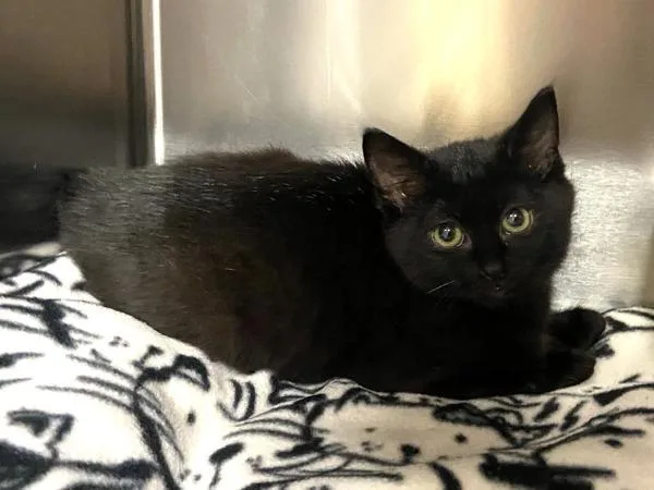 A baby small-sized female Domestic Short Hair cat named TinkyWinky for adoption in Portland, OR