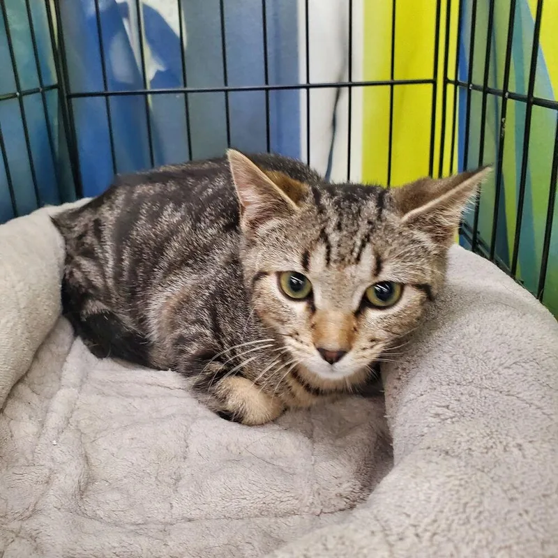 A baby small-sized female Domestic Short Hair cat named Cleo Irving for adoption in Dallas, TX