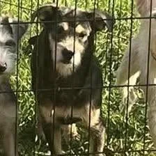 An adult small-sized male Terrier dog named Mo for adoption in Prospect, KY