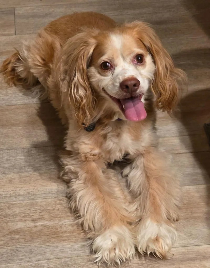 An adult medium-sized female Cocker Spaniel dog named Bessie for adoption in Reno, NV