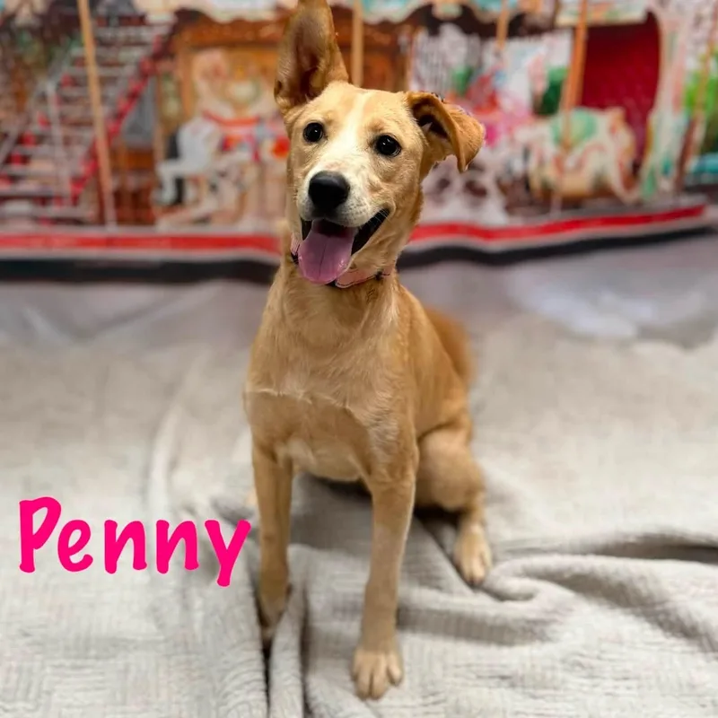 Penny thumbnail 4