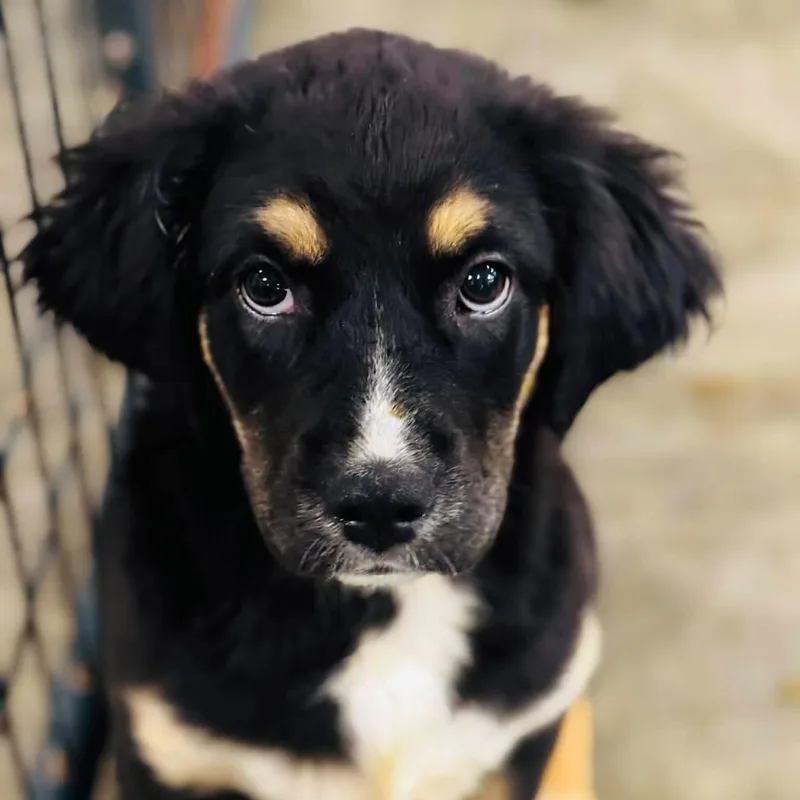 A baby medium-sized male Mixed Breed dog named Cletus for adoption in Rock Hill, NY