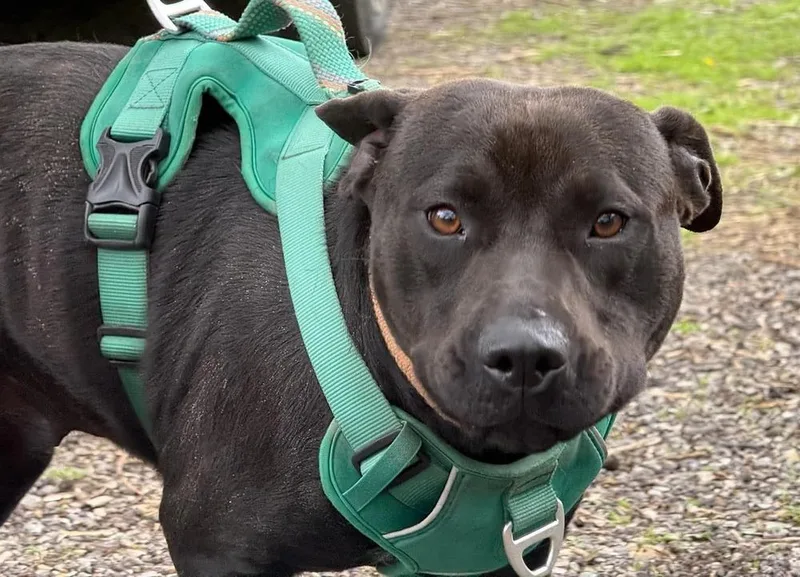 An adult small-sized female Pit Bull Terrier dog named Zara for adoption in South Bend, IN