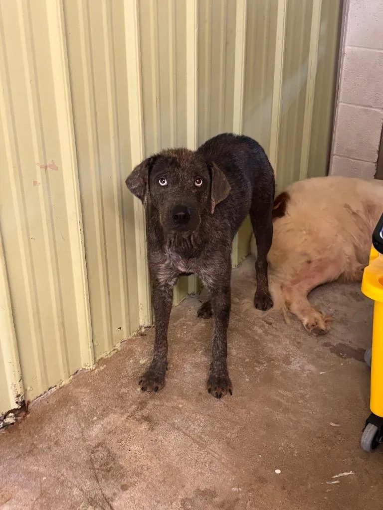 An adult medium-sized female Mixed Breed dog named Mal for adoption in Morgantown, KY