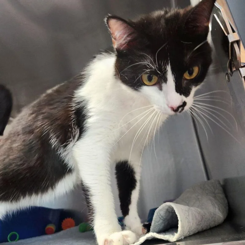 An adult medium-sized female Black Domestic Short Hair cat named Monkey for adoption in Kingman, AZ