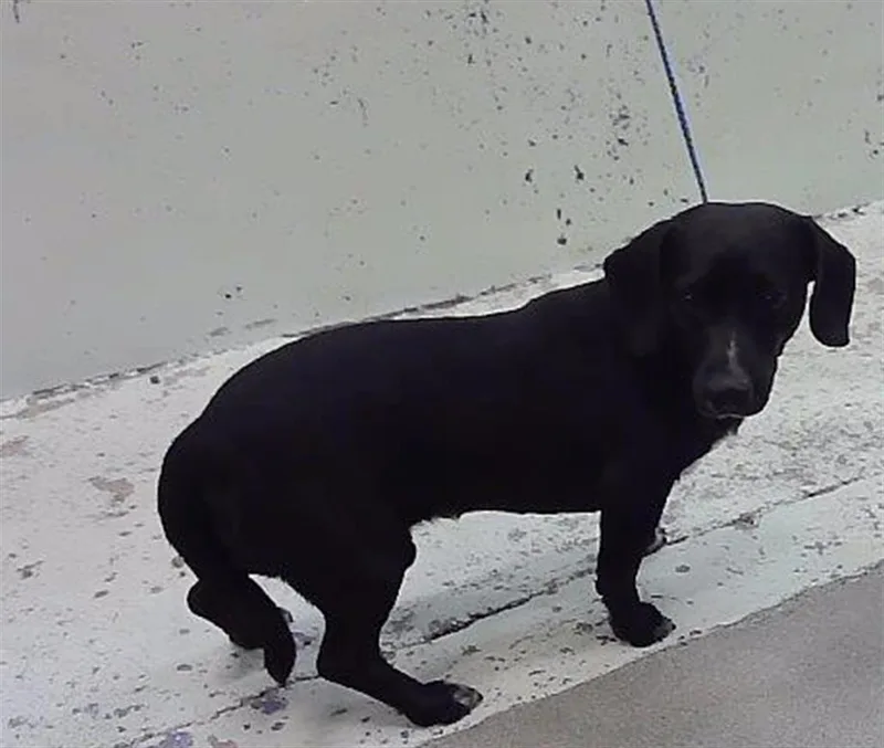 An adult small-sized male Dachshund dog named Noodle for adoption in Houston, TX