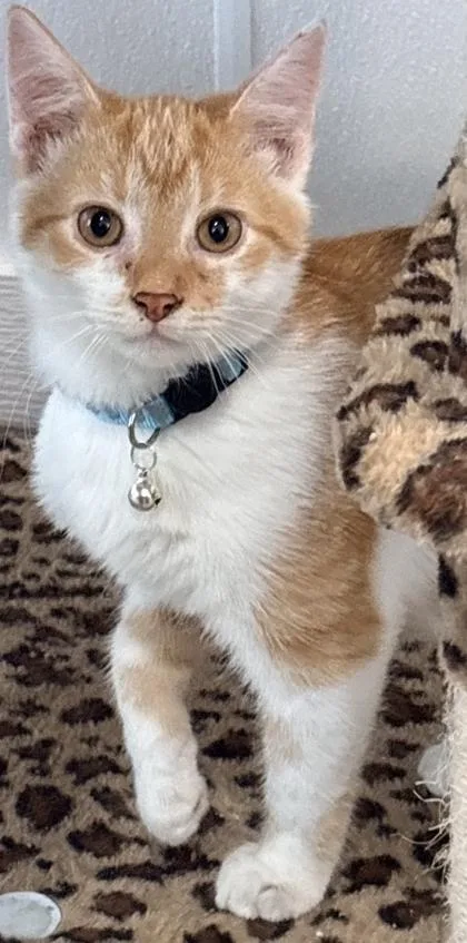 A young medium-sized male Domestic Short Hair cat named Blueberry for adoption in Cecil, WI