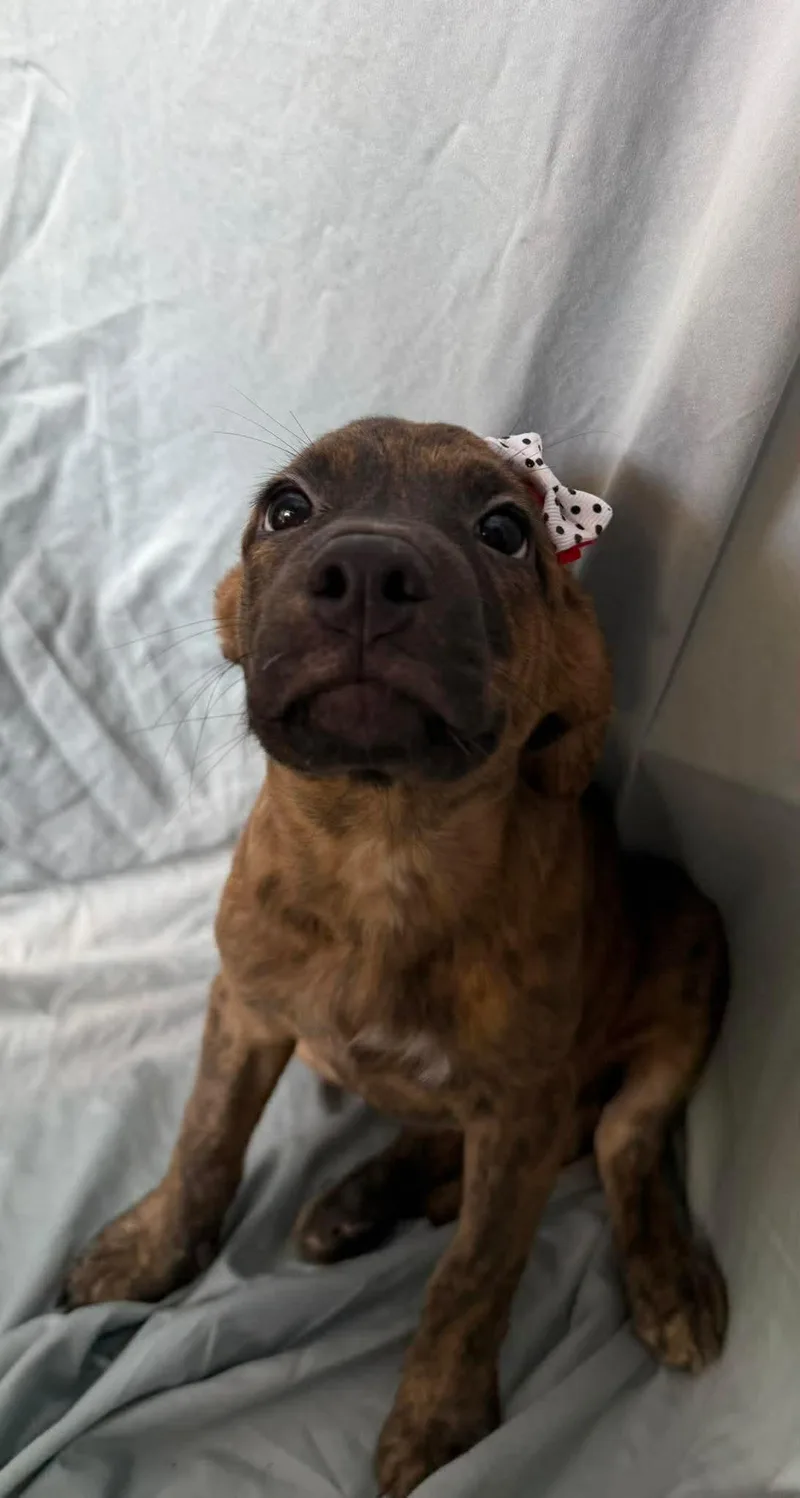 A baby medium-sized female Shepherd dog named Beth for adoption in New York, NY