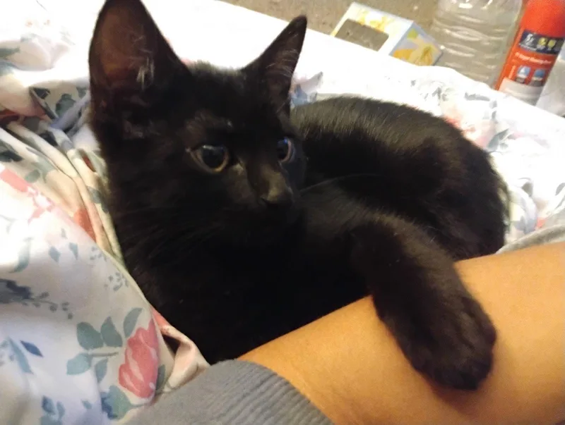 A young small-sized female Bombay cat named Bella Luna for adoption in Glendale, AZ