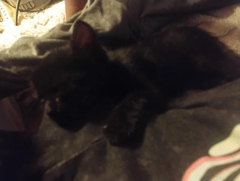 Bella Luna thumbnail 2