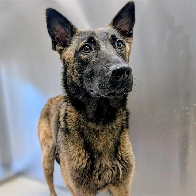 A young large-sized female Belgian Shepherd / Malinois dog named Bonita for adoption in Haw River, NC
