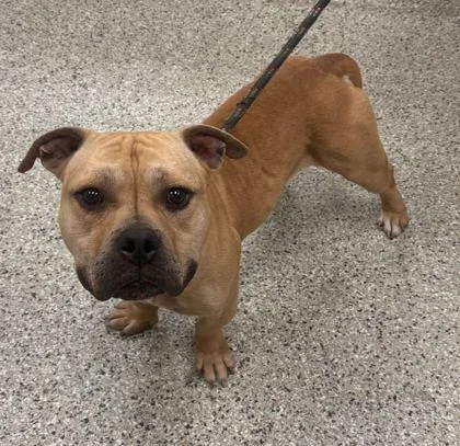An adult medium-sized male Yellow / Tan / Blond / Fawn Pit Bull Terrier dog named Tater Tot for adoption in Kansas City, MO
