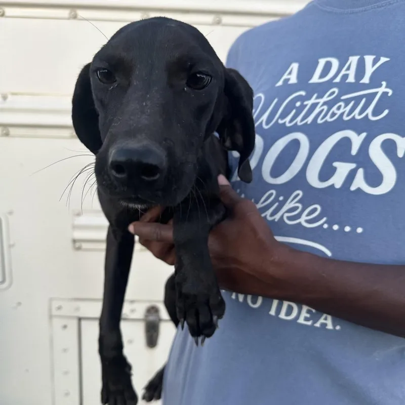 A baby medium-sized male Black Labrador Retriever dog named Chewie  Local November for adoption in Brookshire, TX