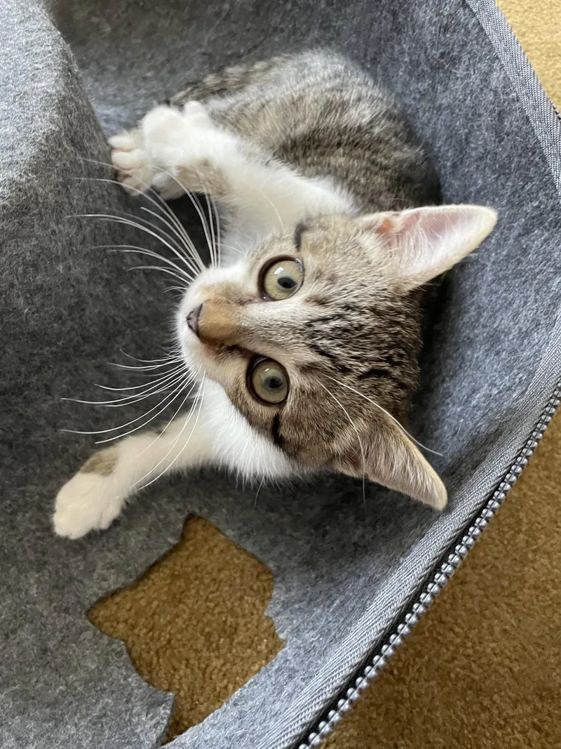 A baby medium-sized female Tabby cat named Sunny for adoption in Alameda, CA