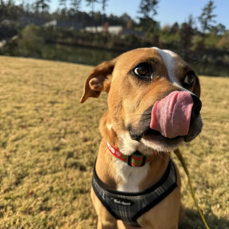 Dumpling thumbnail 2