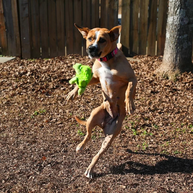 Dumpling thumbnail 5