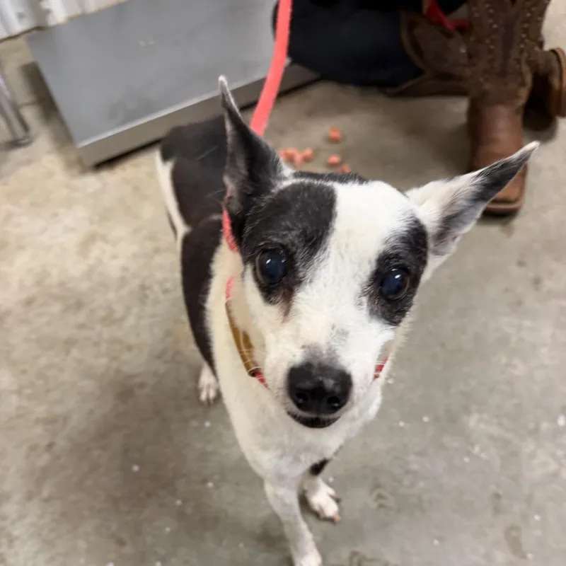 A senior small-sized male Chihuahua dog named Snoopy for adoption in Emporia, KS