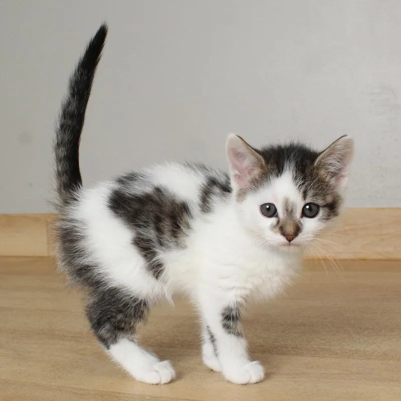 A baby small-sized male Brown / Chocolate Domestic Short Hair cat named Milky Way C for adoption in Minnetonka, MN
