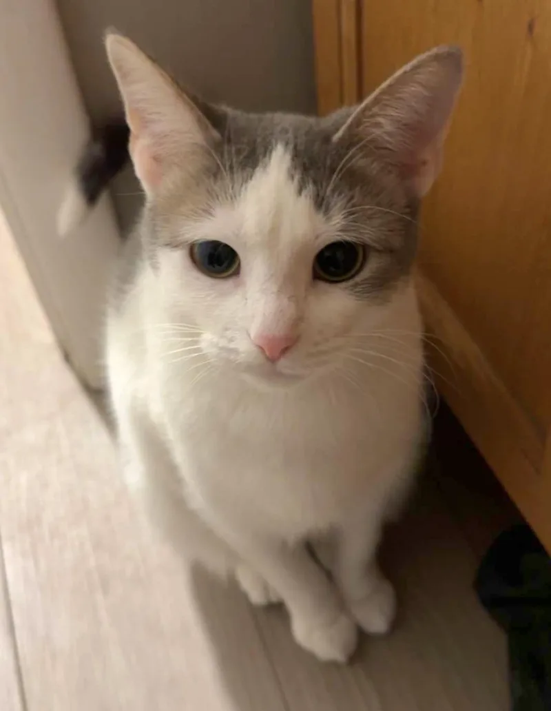 A young medium-sized female White American Shorthair cat named Alice for adoption in Lyons, IL