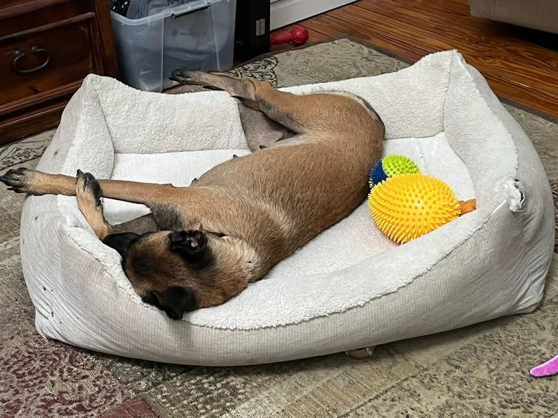 A young large-sized female Tricolor (Brown, Black, & White) Belgian Shepherd / Malinois dog named Ms Maddie Located for adoption in Imlay City, MI