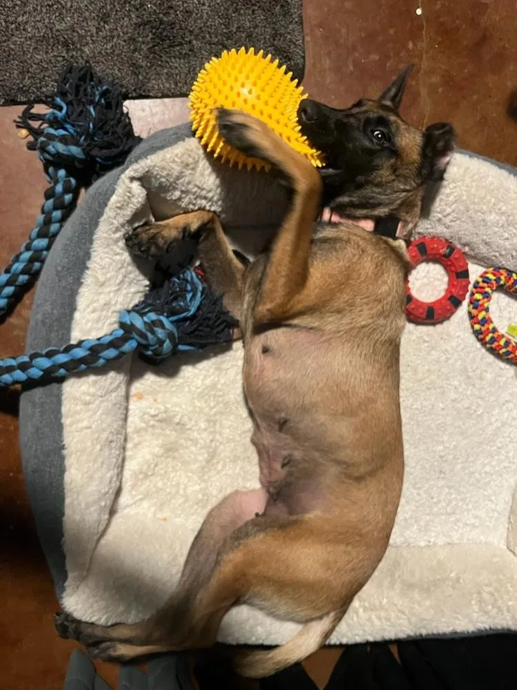 Ms Maddie  Located thumbnail 5