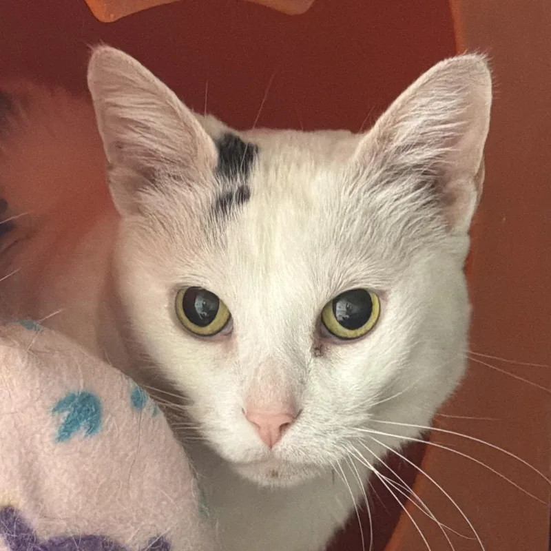 Snowball