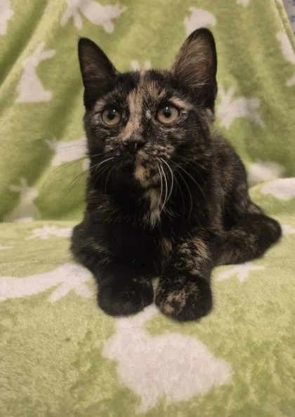 A young small-sized female Domestic Short Hair cat named Appletun for adoption in Columbus, IN