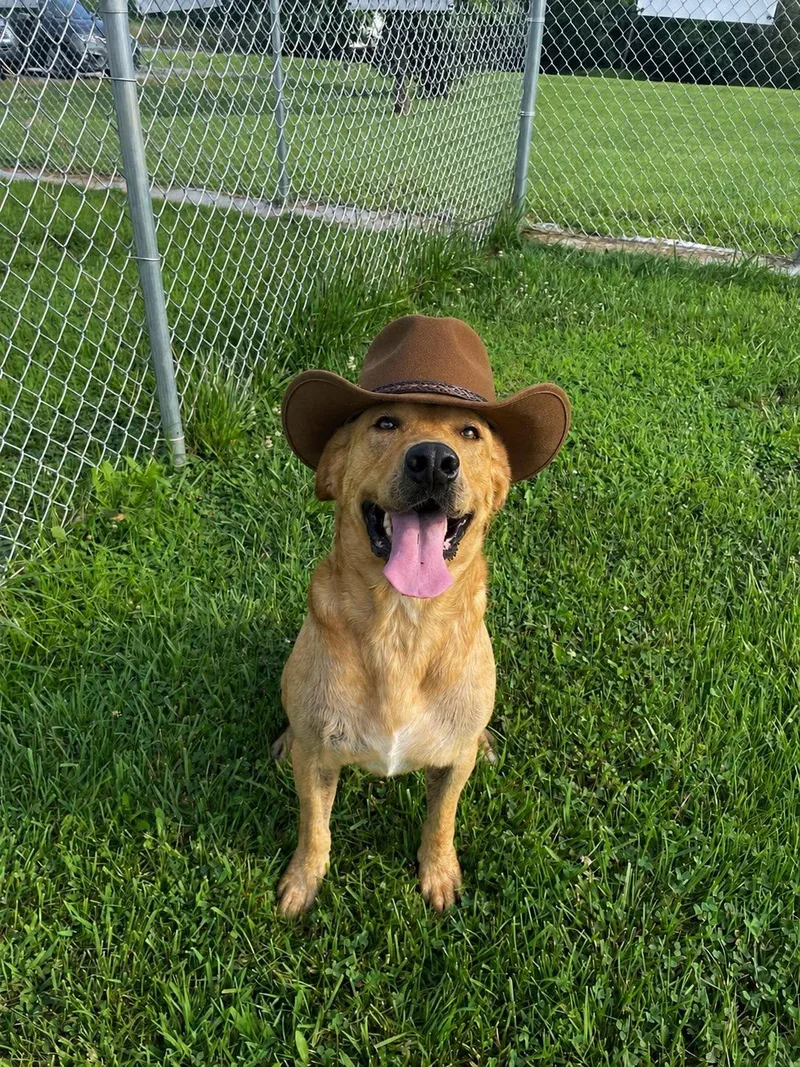 A young large-sized male Golden Yellow Labrador Retriever dog named Roger for adoption in Sulphur, KY