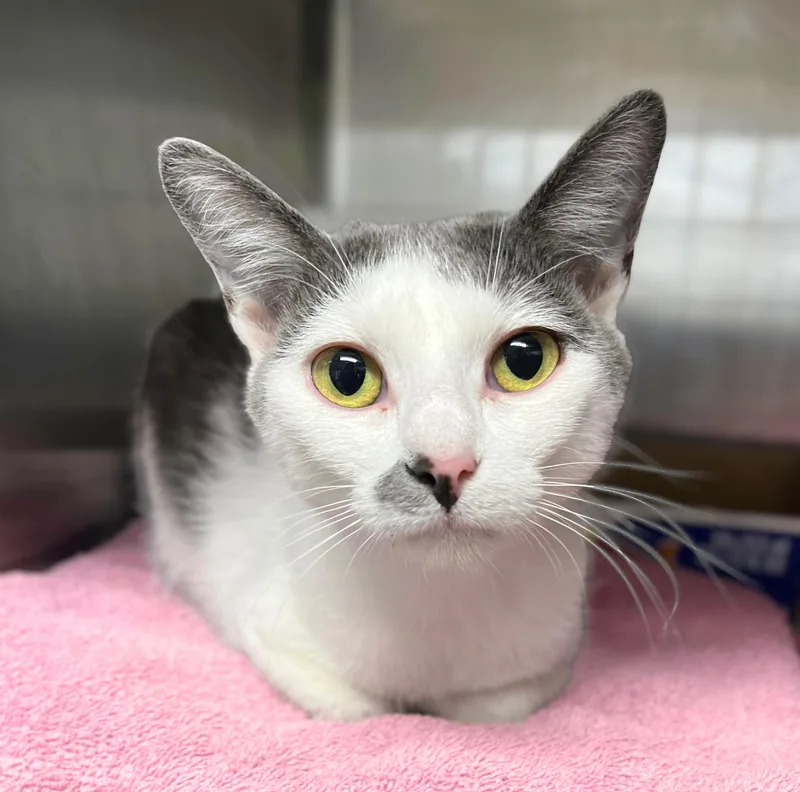 An adult medium-sized female Gray & White Domestic Short Hair cat named Purple Emperor for adoption in Seville, OH