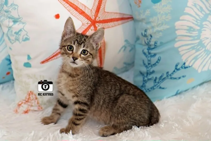 A baby medium-sized male Tabby (Brown / Chocolate) Domestic Short Hair cat named Titan for adoption in Overland Park, KS