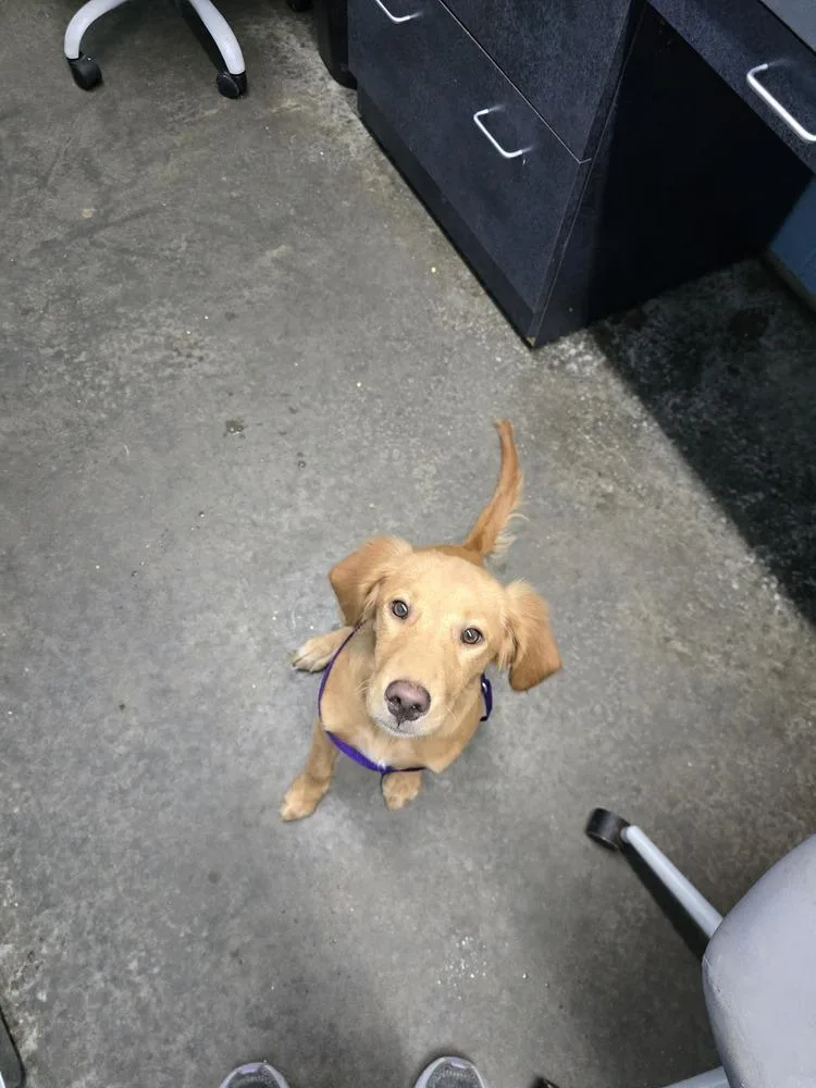 A baby large-sized female Red / Chestnut / Orange Golden Retriever dog named Holly for adoption in Evansville, IN