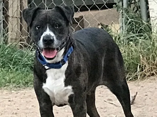 Hobo The College Grad thumbnail 3