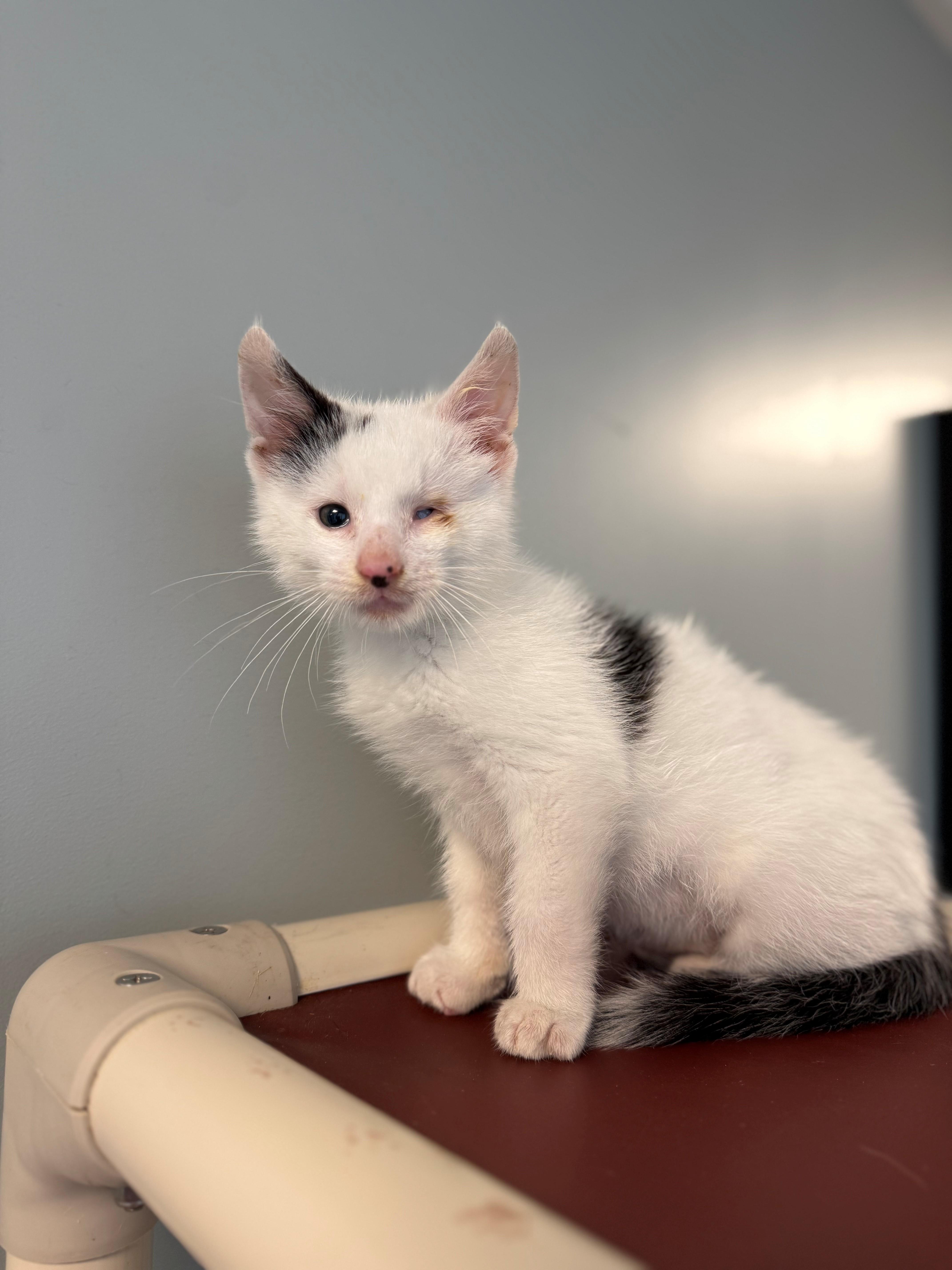 A young small-sized male White Domestic Short Hair cat named Uno for adoption in Syosset, NY