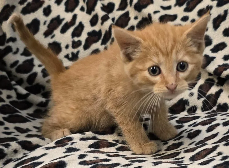 A baby small-sized female Domestic Short Hair cat named Paprika for adoption in Murphysboro, IL